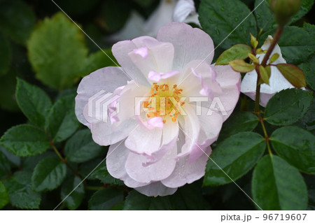 【長野県  中野市】一本木公園のバラ スカボロ-フェア 96719607