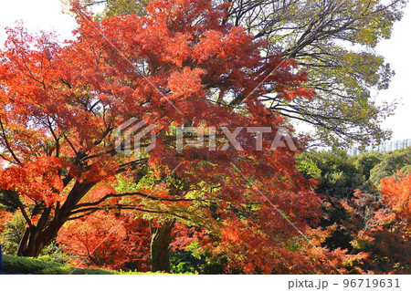 燃える秋 96719631