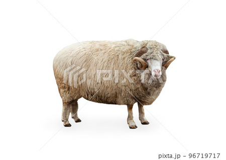 Side view portrait of furry sheep, ram isolated over white background. Domestic and wild animal Side view portrait of furry sheep, ram isolated over white background. Domestic and wild animal 96719717