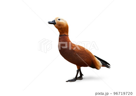 Side view image of ruddy shelduck bird isolated over white background Side view image of ruddy shelduck bird isolated over white background 96719720