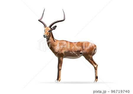 Side view image of beautiful antelope isolated over white background. Horned animal. Concept of wildlife protection 96719740
