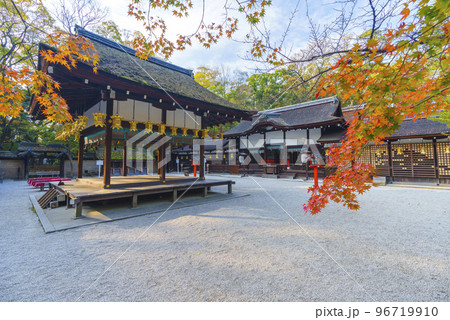 河合神社 赤く染まったモミジの葉と拝殿(京都市左京区下鴨泉川町) 河合神社 赤く染まったモミジの葉と拝殿(京都市左京区下鴨泉川町) 96719910