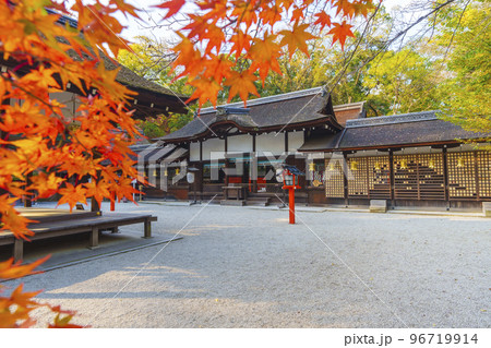 河合神社　赤く染まったモミジの葉と拝殿（京都市左京区下鴨泉川町） 96719914