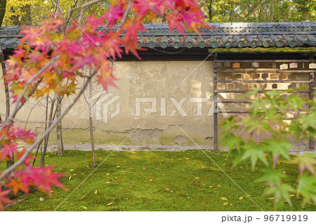 河合神社　赤く染まったモミジの葉と土塀（京都市左京区下鴨泉川町） 96719919