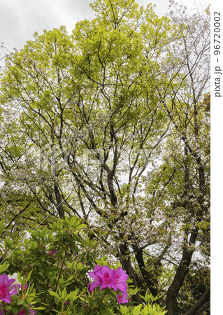 山桜と躑躅の風景-6 96720002
