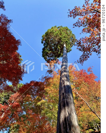 青空に映える色鮮やかな紅葉〈香嵐渓/愛知県豊田市足助町〉 96720104