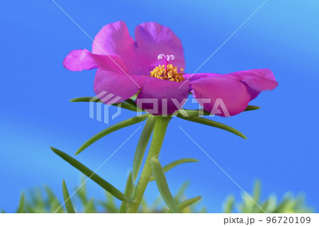 マツバボタンの花　（fix撮影） 96720109