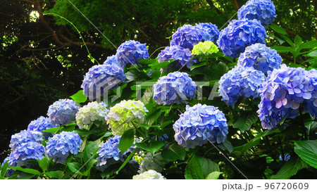 東京都北区王子の飛鳥の小径に咲くアジサイの花の風景（2022年撮影） 96720609