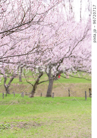 見頃を迎えた梅林（札幌市 平岡公園） 96720717