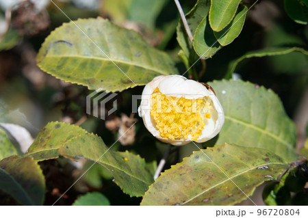 お茶の花 96720804