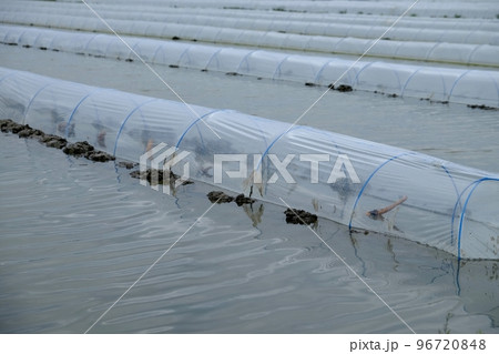 植え付けを終えたばかりのレンコン田 植え付けを終えたばかりのレンコン田 96720848