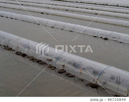 植え付けを終えたばかりのレンコン田 植え付けを終えたばかりのレンコン田 96720849