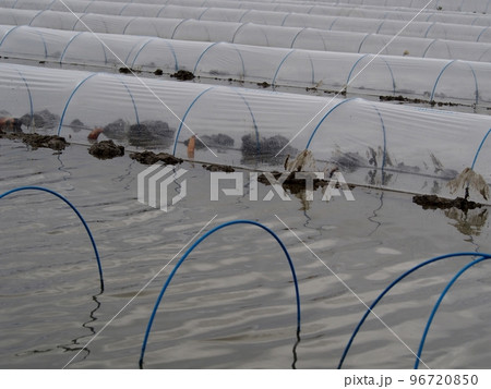 植え付けを終えたばかりのレンコン田 植え付けを終えたばかりのレンコン田 96720850