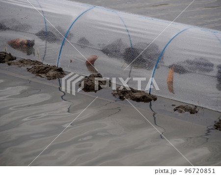 植え付けを終えたばかりのレンコン田 植え付けを終えたばかりのレンコン田 96720851