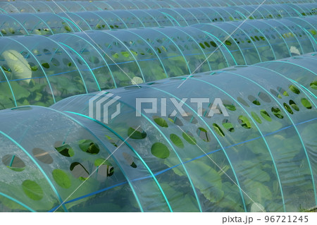 レンコンのトンネル栽培 96721245
