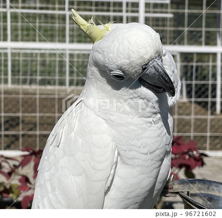 smart white exotic cockatoo bird perches in the bird sanctuary, interacting with visitors smart white exotic cockatoo bird perches in the bird sanctuary, interacting with visitors 96721602