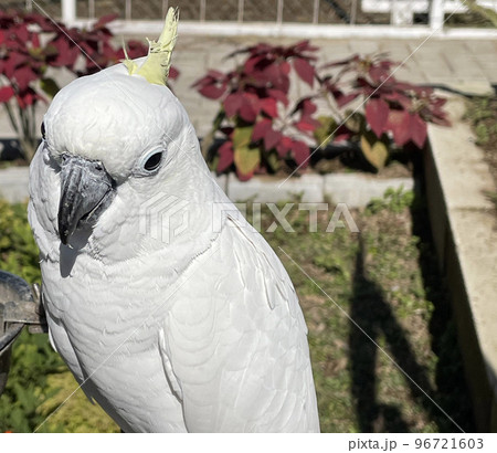 smart white exotic cockatoo bird perches in the bird sanctuary, interacting with visitors smart white exotic cockatoo bird perches in the bird sanctuary, interacting with visitors 96721603