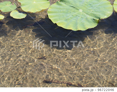 レンコン田の水面に浮くハスの葉と光の屈折が描く影 96722046