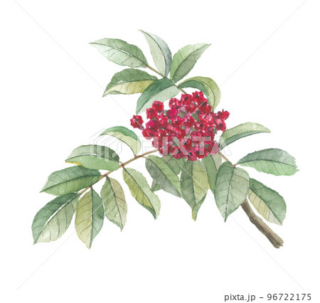 ゴシュユ　呉茱萸　 96722175