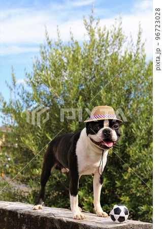 青空のドックランで楽しく遊んだボールを前に置いて可愛く見つめる麦わら帽子のボストンテリア♡マイティ君 96723028