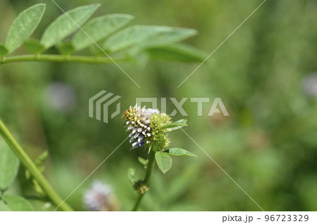 Liquorice Liquorice 96723329