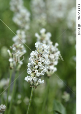 Common lavender Common lavender 96723343