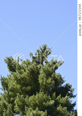 Black pine Black pine 96723344