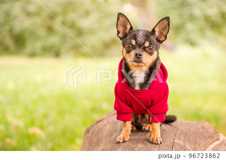 Chihuahua tricolor short-haired dog in clothes. Mini dog in a red hoodie. 96723862