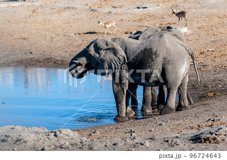 Two Male Elephants Drinking from a water hole. 96724643