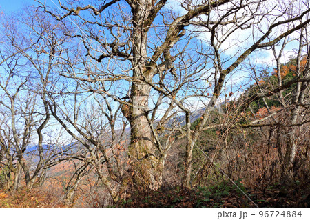 中山道木曽路 鳥居峠のトチノキ 中山道木曽路 鳥居峠のトチノキ 96724884