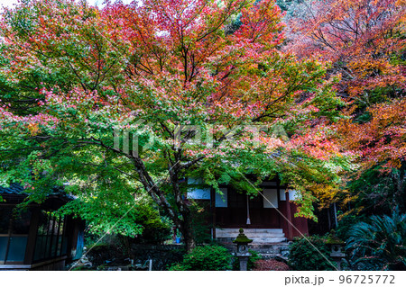 大雄寺の五百羅漢(富川渓谷)の紅葉 【長崎県諫早市】 大雄寺の五百羅漢(富川渓谷)の紅葉 【長崎県諫早市】 96725772