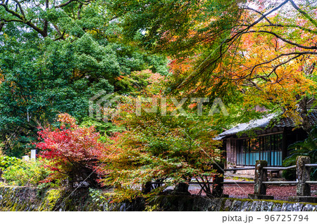 大雄寺の五百羅漢(富川渓谷)の紅葉 【長崎県諫早市】 大雄寺の五百羅漢(富川渓谷)の紅葉 【長崎県諫早市】 96725794