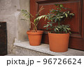 Pots with plants near wooden doors outdoor 96726624
