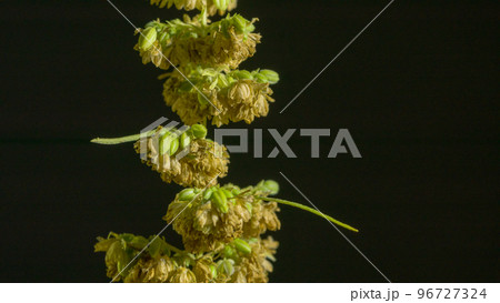 Cannabis marijuana flowering seeds. Sativa hemp bushes. Growing CBD marijuana. Dark background with marijuana leaves. Healthcare with medical cannabis. Male hemp flowers are bred to obtain seeds. Cannabis marijuana flowering seeds. Sativa hemp bushes. Growing CBD marijuana. Dark background with marijuana leaves. Healthcare with medical cannabis. Male hemp flowers are bred to obtain seeds. 96727324