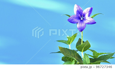 桔梗の花  秋の七草のひとつ 16:9(fix撮影) 桔梗の花  秋の七草のひとつ 16:9(fix撮影) 96727346