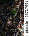 落ち葉と緑のコラボレーション 96727651