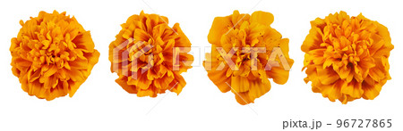 fresh marigold or tagetes erecta flower isolated on white background with full depth of field. Top view. Flat lay fresh marigold or tagetes erecta flower isolated on white background with full depth of field. Top view. Flat lay 96727865