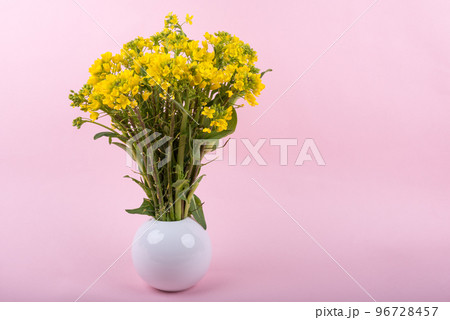 ピンクバックの花瓶に挿した菜の花 ピンクバックの花瓶に挿した菜の花 96728457