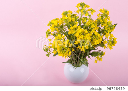 ピンクバックの花瓶に挿した菜の花 ピンクバックの花瓶に挿した菜の花 96728459