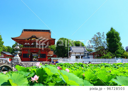 岡崎市、伊賀八幡宮と蓮の風景 96728503