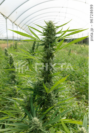 Blooming ripe Marijuana with Buds and green Leaves. Organic Cannabis Sativa Female Plants with CBD 96728699