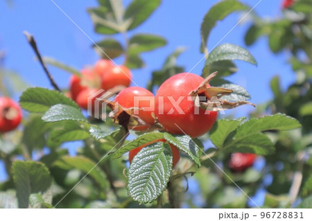 ハマナスの実 ハマナスの実 96728831