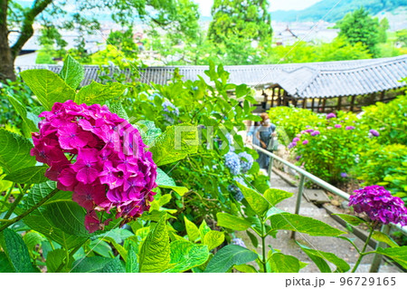 【備中国一宮】吉備津神社のアジサイ園に咲く赤紫色のアジサイの花と回廊1　岡山県岡山市北区 96729165