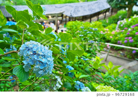 【備中国一宮】吉備津神社のアジサイ園に咲く青いアジサイの花と回廊2　岡山県岡山市北区 96729168