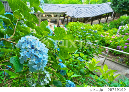 【備中国一宮】吉備津神社のアジサイ園に咲く青いアジサイの花と回廊3　岡山県岡山市北区 96729169