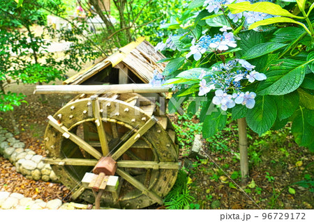 【備中国一宮】吉備津神社のアジサイ園に咲く青いガクアジサイの花と水車3 岡山県岡山市北区 【備中国一宮】吉備津神社のアジサイ園に咲く青いガクアジサイの花と水車3 岡山県岡山市北区 96729172