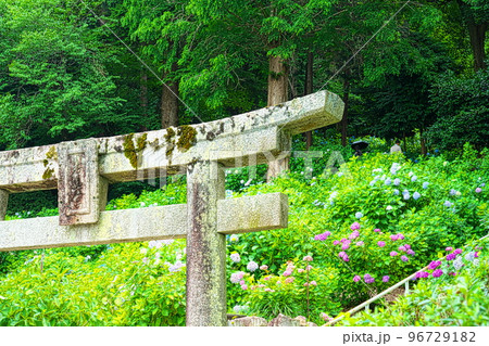 【備中国一宮】吉備津神社の岩山宮の鳥居とアジサイ園2 岡山県岡山市北区 【備中国一宮】吉備津神社の岩山宮の鳥居とアジサイ園2 岡山県岡山市北区 96729182