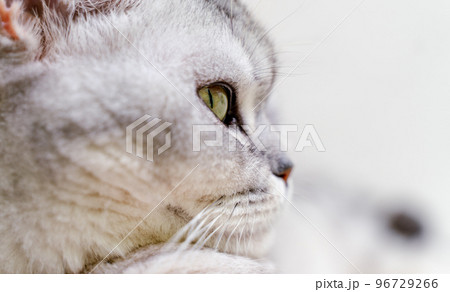 Close-up of a cat's muzzle. Scottish cat with green eyes. 96729266