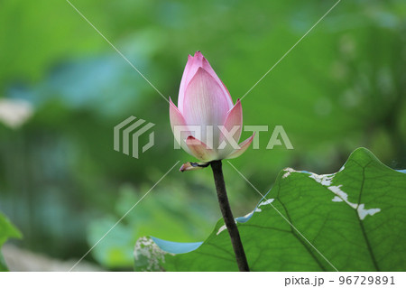 a Lotus flower and Lotus flower plants a Lotus flower and Lotus flower plants 96729891