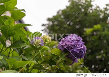 梅雨時期の紫色が鮮やかなアジサイの花 96730233